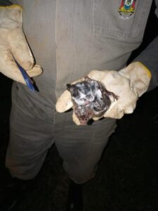 Técnicos desenvolvem trabalho para controle da população de ‘morcegos-vampiros’